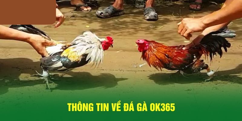 Thông tin chung về nền tảng đá gà OK365